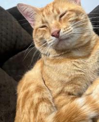 Lost Male Cat last seen Eckhert/Huebner , San Antonio, TX 78240