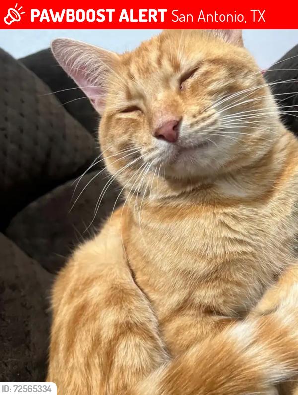 Lost Male Cat last seen Eckhert/Huebner , San Antonio, TX 78240