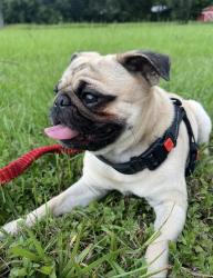 Lost Male Dog last seen Near and beckendorff road , Katy, TX 77493