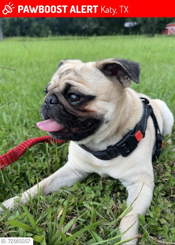 Lost Male Dog last seen Near and beckendorff road , Katy, TX 77493