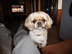 Lost Female Dog last seen Ogden Ave & 17th St, Pueblo, CO 81001