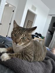 Lost Female Cat last seen The Rock Store , Agoura Hills, CA 91301
