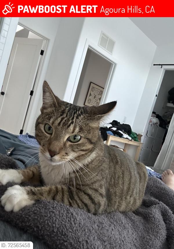 Lost Female Cat last seen The Rock Store , Agoura Hills, CA 91301