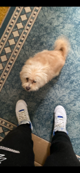 Reunited Male Dog last seen pierson rd, Flint, MI 48504