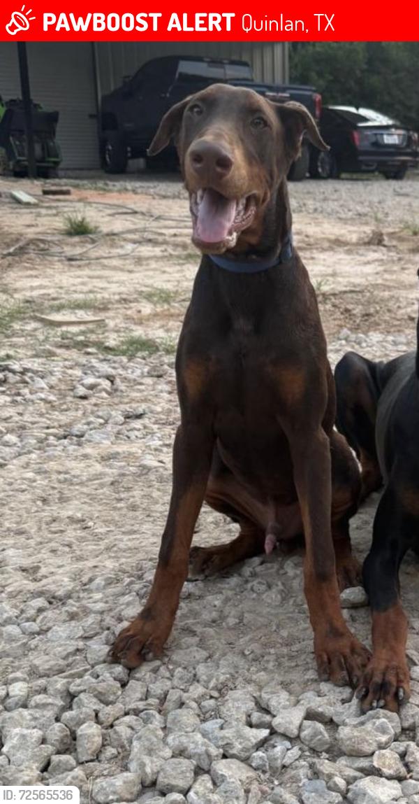 Lost Male Dog last seen Quinlan downtown , Quinlan, TX 75474
