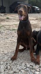 Lost Male Dog last seen Quinlan downtown , Quinlan, TX 75474