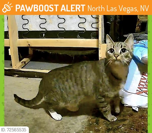 Found/Stray Unknown Cat last seen W Galapagos Avenue, North Las Vegas, NV 89084