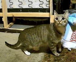 Found/Stray Unknown Cat last seen W Galapagos Avenue, North Las Vegas, NV 89084