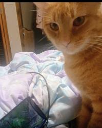 Lost Male Cat last seen Riva Lake rd, Winchester, TN 37398