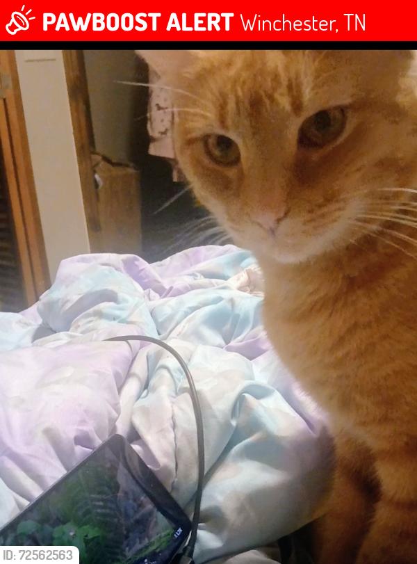 Lost Male Cat last seen Riva Lake rd, Winchester, TN 37398