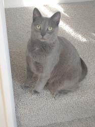 Lost Female Cat last seen Near Oakview Ave, Henrico, VA 23228, Henrico, VA 23228