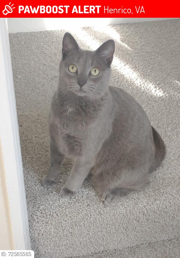 Lost Female Cat last seen Near Oakview Ave, Henrico, VA 23228, Henrico, VA 23228