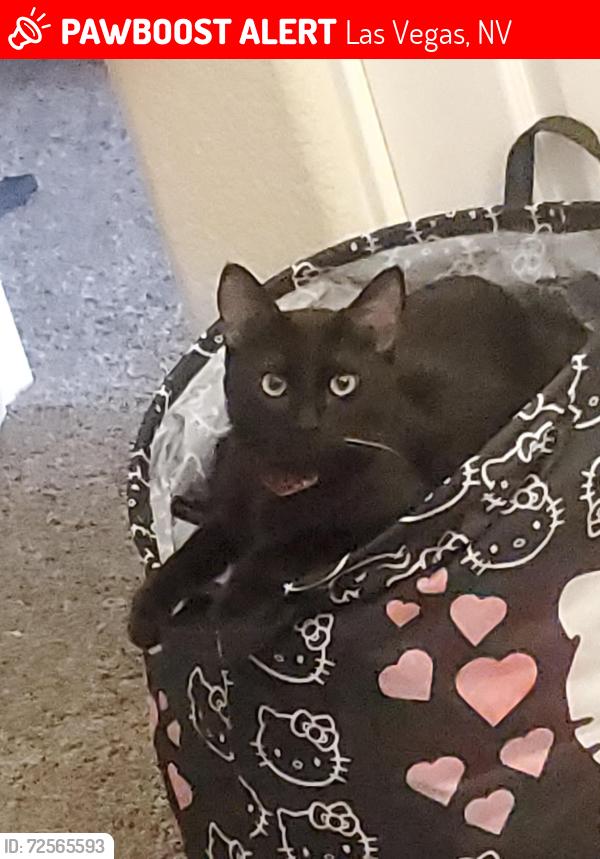 Lost Male Cat last seen Racel & El Capitan, Las Vegas, NV 89143