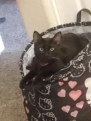 Lost Male Cat last seen Racel & El Capitan, Las Vegas, NV 89143