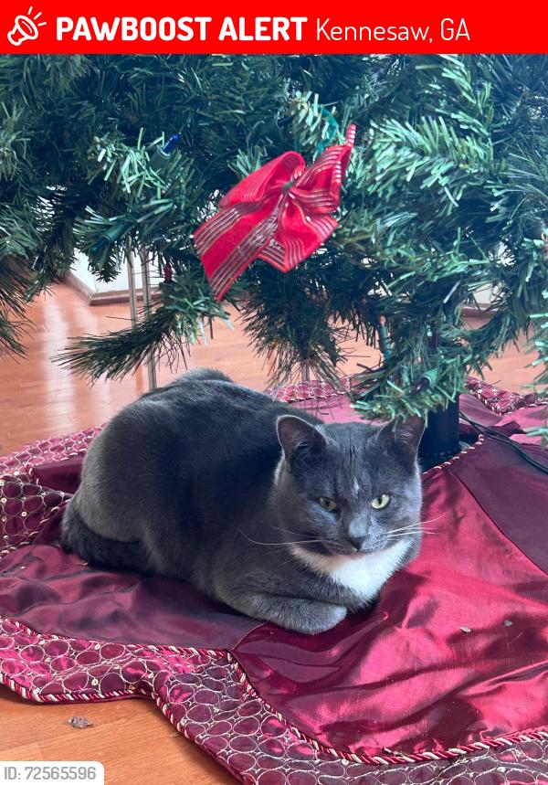 Lost Male Cat last seen Near Kaley Ln. Kennesaw, Ga, Kennesaw, GA 30152