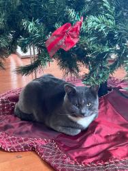 Lost Male Cat last seen Near Kaley Ln. Kennesaw, Ga, Kennesaw, GA 30152