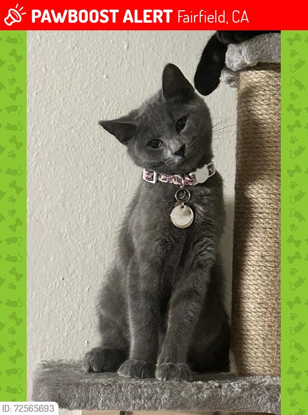 Lost Female Cat last seen Pacific and N Texas , Fairfield, CA 94533