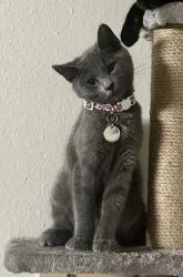 Lost Female Cat last seen Pacific and N Texas , Fairfield, CA 94533