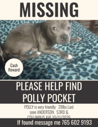Lost Female Dog last seen 53rd & Saint charles st  anderson in 46013, Anderson, IN 46013