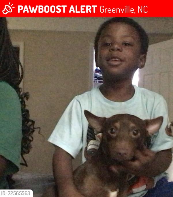 Lost Male Dog last seen Speed way, Greenville, NC 27858