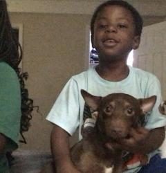 Lost Male Dog last seen Speed way, Greenville, NC 27858