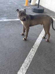 Found/Stray Male Dog last seen Central and Ottawa , Apple Valley, CA 92308