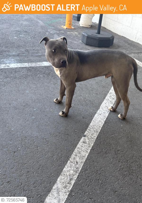 Found/Stray Male Dog last seen Central and Ottawa , Apple Valley, CA 92308