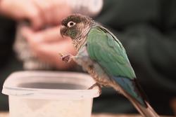 Lost Male Bird last seen Anasazi Rd, Las Vegas, NV 89144