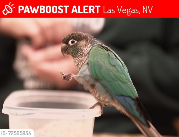 Lost Male Bird last seen Anasazi Rd, Las Vegas, NV 89144