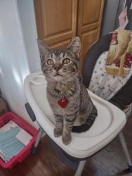 Lost Female Cat last seen S peirson and w Florida st, West Lochwood, CO 80232