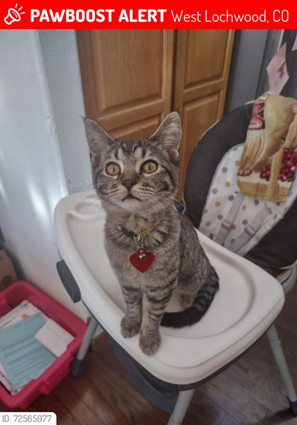 Lost Female Cat last seen S peirson and w Florida st, West Lochwood, CO 80232