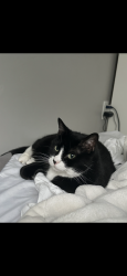 Lost Female Cat last seen Cresthaven Lane complex, Lehi, UT 84043