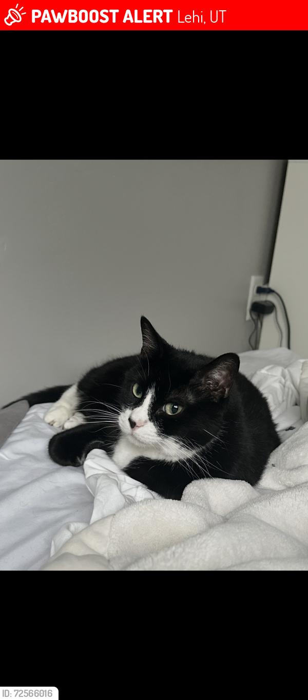 Lost Female Cat last seen Cresthaven Lane complex, Lehi, UT 84043
