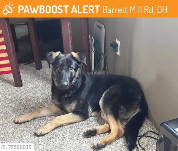 Rehomed Female Dog last seen Barrett Mill Road near the cemetery. , Bainbridge, OH 45612