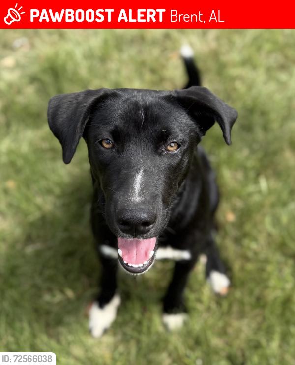 Lost Female Dog last seen Elam School hse Rd area, Brent AL , Brent, AL 35034