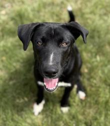 Lost Female Dog last seen Elam School hse Rd area, Brent AL , Brent, AL 35034