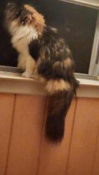 Lost Female Cat last seen Pratt and Ann st., Fairfield, CT 06824