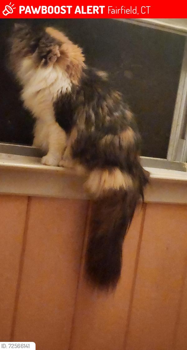 Lost Female Cat last seen Pratt and Ann st., Fairfield, CT 06824