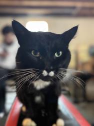Lost Male Cat last seen Bestwestern Cowichan Pool in Duncan near the Tim Hortons and Best Buy, Duncan, BC 