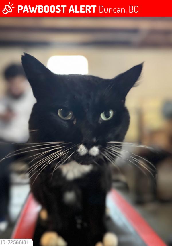 Lost Male Cat last seen Bestwestern Cowichan Pool in Duncan near the Tim Hortons and Best Buy, Duncan, BC 