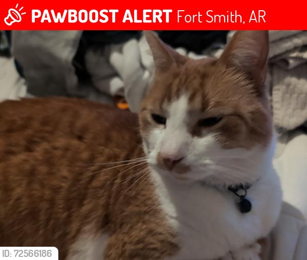 Lost Male Cat last seen Schoolhouse Apartments, 6th St & G St, Fort Smith, AR 72901