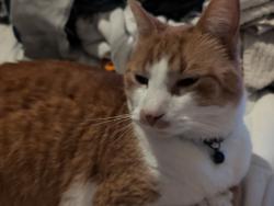 Lost Male Cat last seen Schoolhouse Apartments, 6th St & G St, Fort Smith, AR 72901