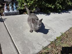 Found/Stray Male Cat last seen Whitmoore schleicher lane , Port St. Lucie, FL 34986