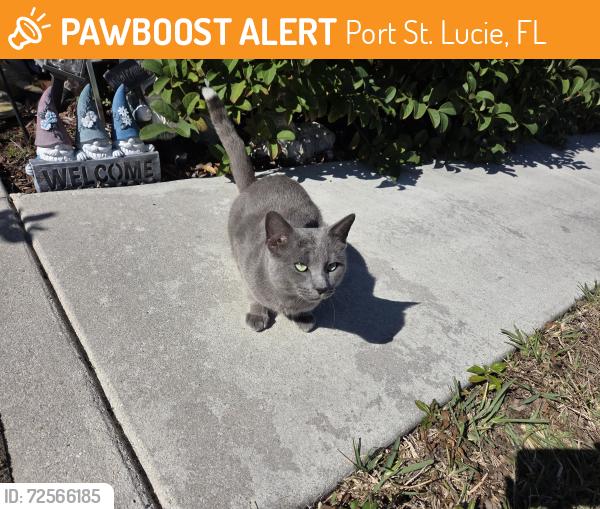 Found/Stray Male Cat last seen Whitmoore schleicher lane , Port St. Lucie, FL 34986