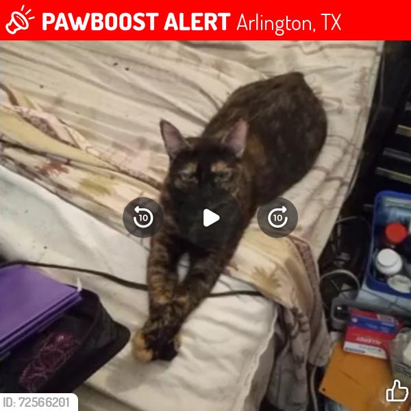 Lost Female Cat last seen Blanton elementary school and n. Collins street, Arlington, TX 76011