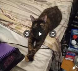 Lost Female Cat last seen Blanton elementary school and n. Collins street, Arlington, TX 76011