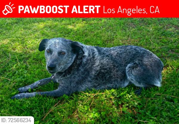 Lost Female Dog last seen Near th or 7th st. and Los Angeles St. , Los Angeles, CA 90014