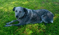 Lost Female Dog last seen Near th or 7th st. and Los Angeles St. , Los Angeles, CA 90014