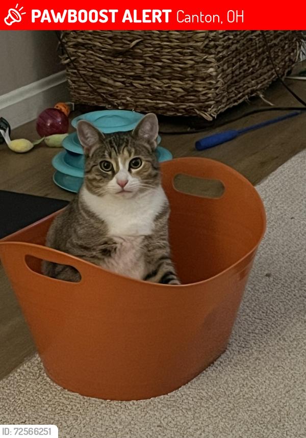 Lost Female Cat last seen 23rd St NW and Fulton Rd, Canton, OH 44709