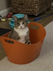 Lost Female Cat last seen 23rd St NW and Fulton Rd, Canton, OH 44709
